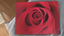 Rosenbild in der Farbe Rot