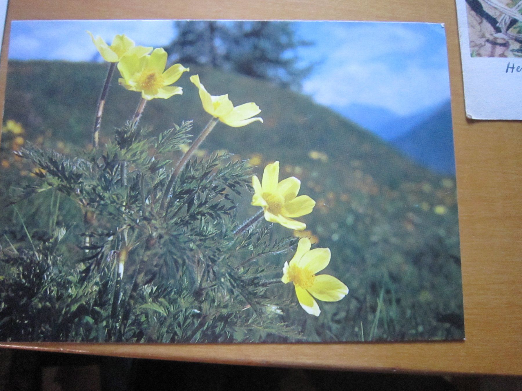 Ansichtskarten: No2 Postkarten Blumen – Gebraucht aus Gordola von Polentaefung 7