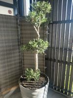 Olivenbaum Bonsai kl.,  inklusive Swisspearl (Eternittopf)