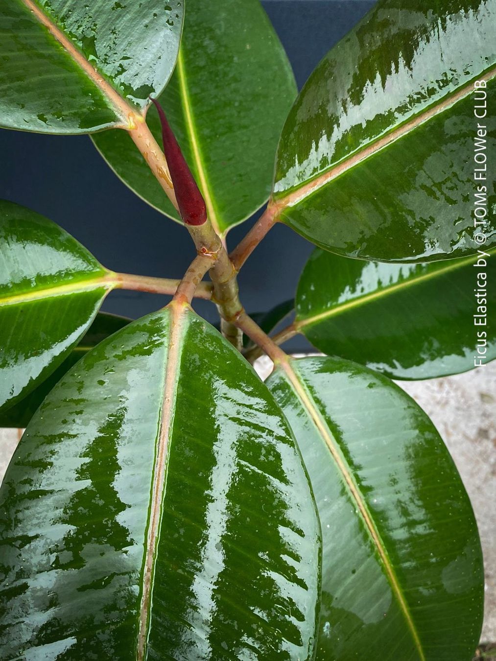 Plantes & graines: Ficus Elastica - klassisch Grün - frische Stecklinge – Neuf avec emballage d'origine à Adliswil par astom369 3
