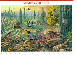 USA Sonoran Desert 1 KB