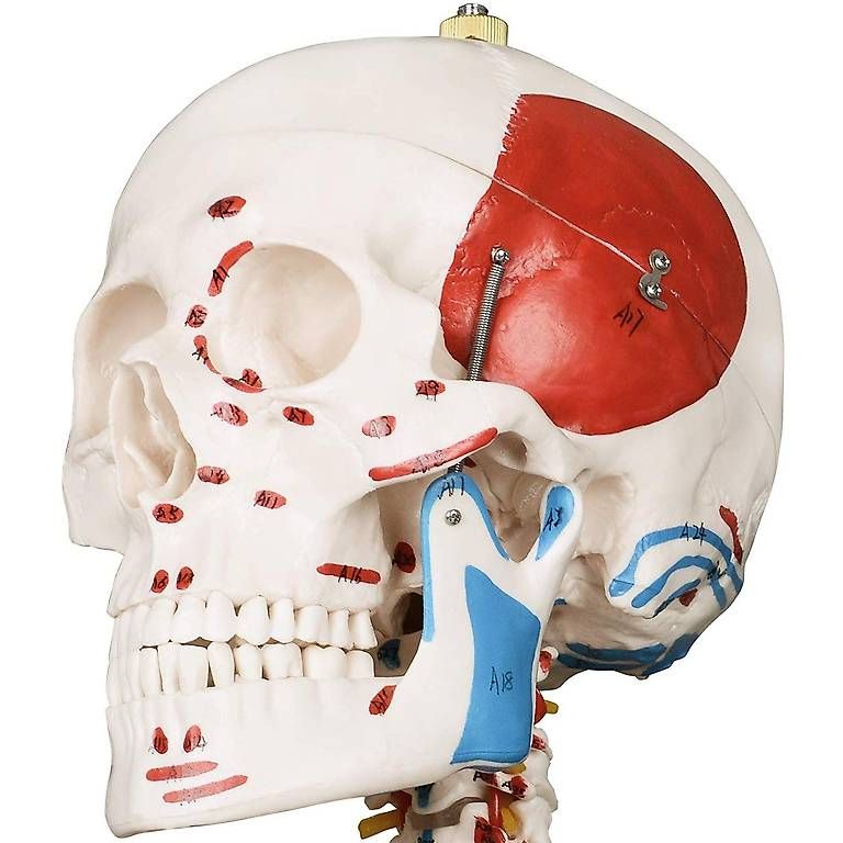Kit di modellismo & Modellini statici: Menschliches Anatomie Skelett 181.5 cm – Nuovo e nell'imballaggio originale da Baar venduto da Laedeli24-Baar 2