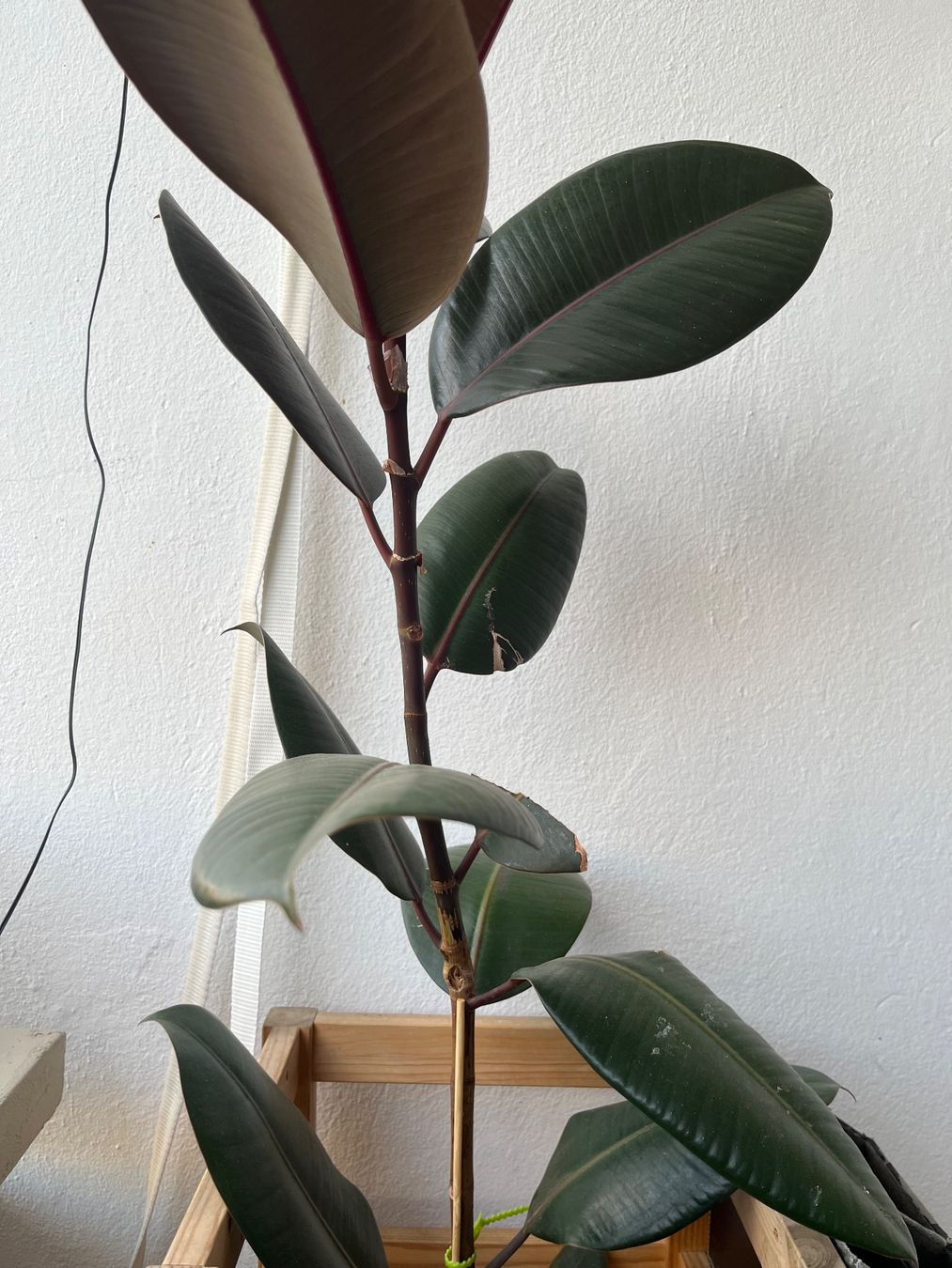 Piante & sementi: Gummibaum (Ficus elastica) – Usato da Bern venduto da kho_s6j8 4