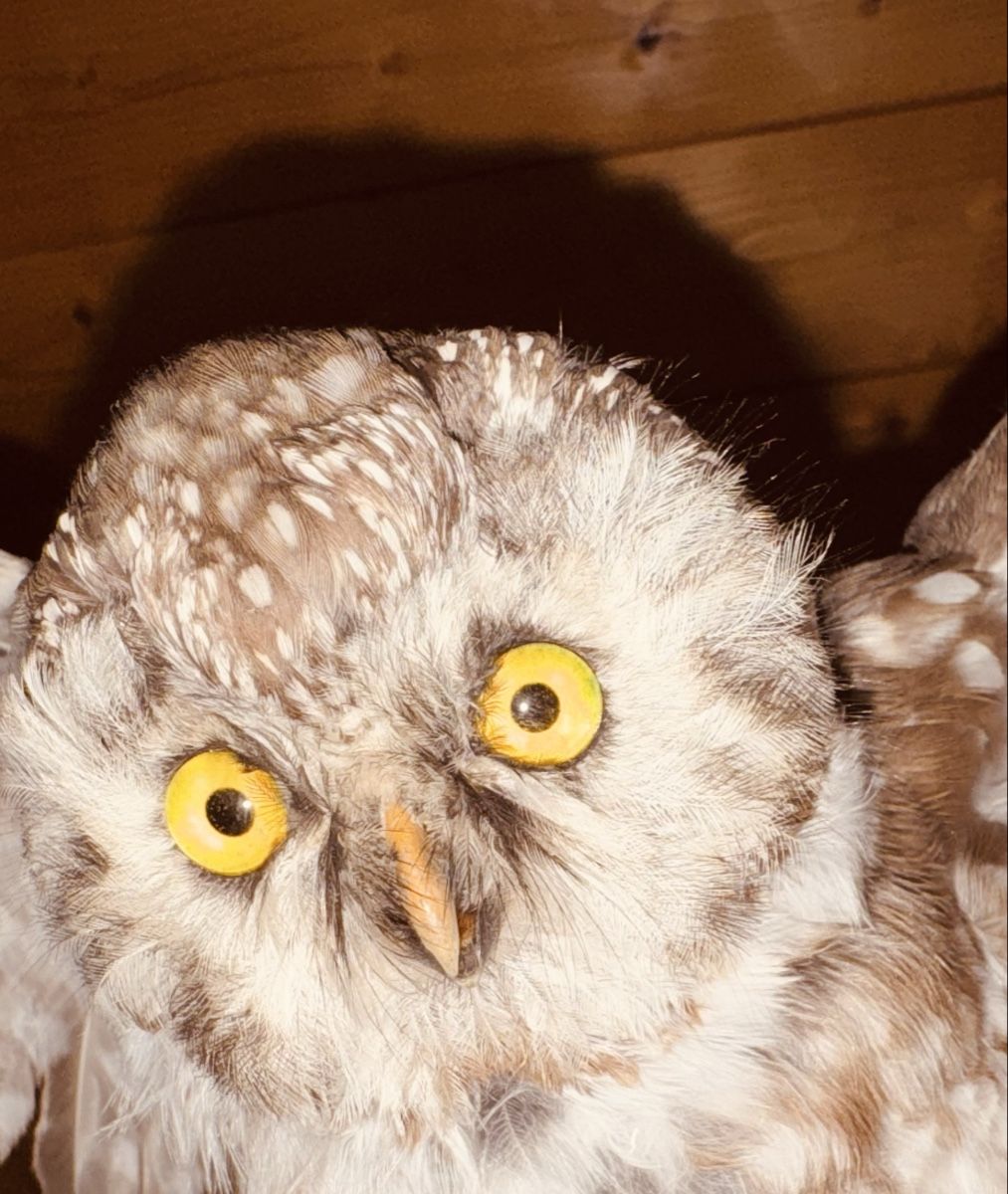 Il mondo degli animali: Civetta tassidermizzata su ramo, decorazione. – Usato da Volketswil venduto da mau_9pxs 1
