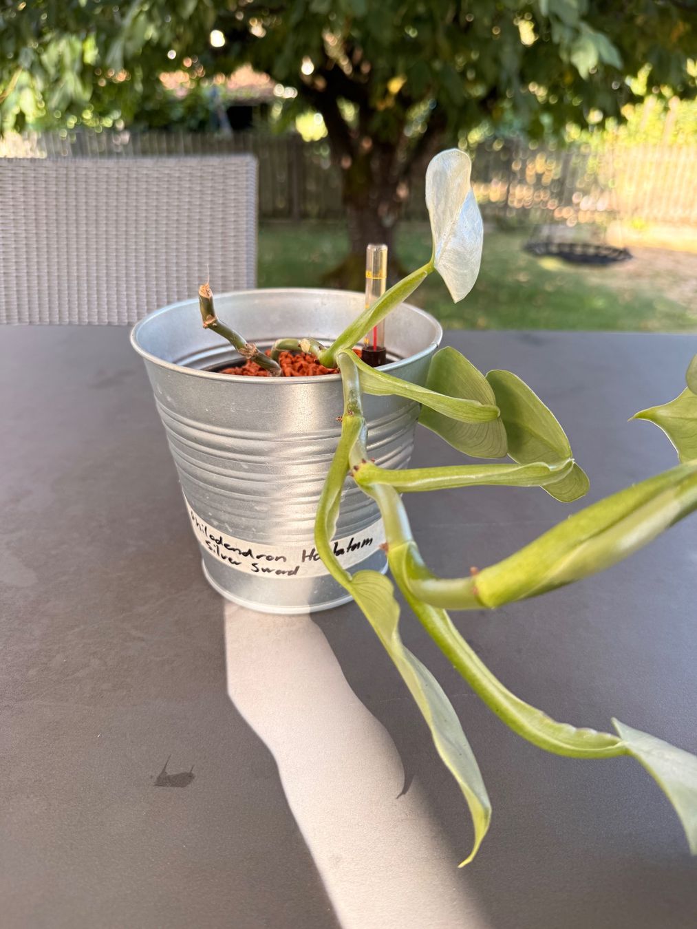 Pflanzen & Samen: Philodendron hastatum 'silver sword' – Gebraucht aus Rafz von jca_98p5 3