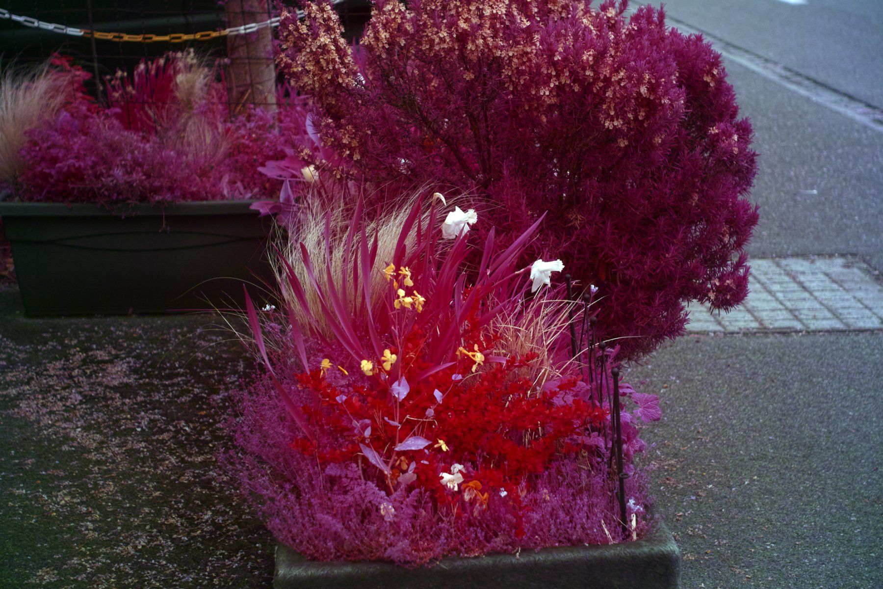 Sigma Fotocamera: Aerochrome Infrared Sigma SD1 Komplett – Usato da Thun venduto da HiddenRealmsCH 7