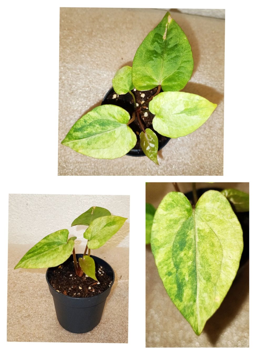 Piante & sementi: Anthurium Red Vein " Dark Phoenix " Variegata – Nuovo (secondo la descrizione) da schöftland venduto da UniquePlants
