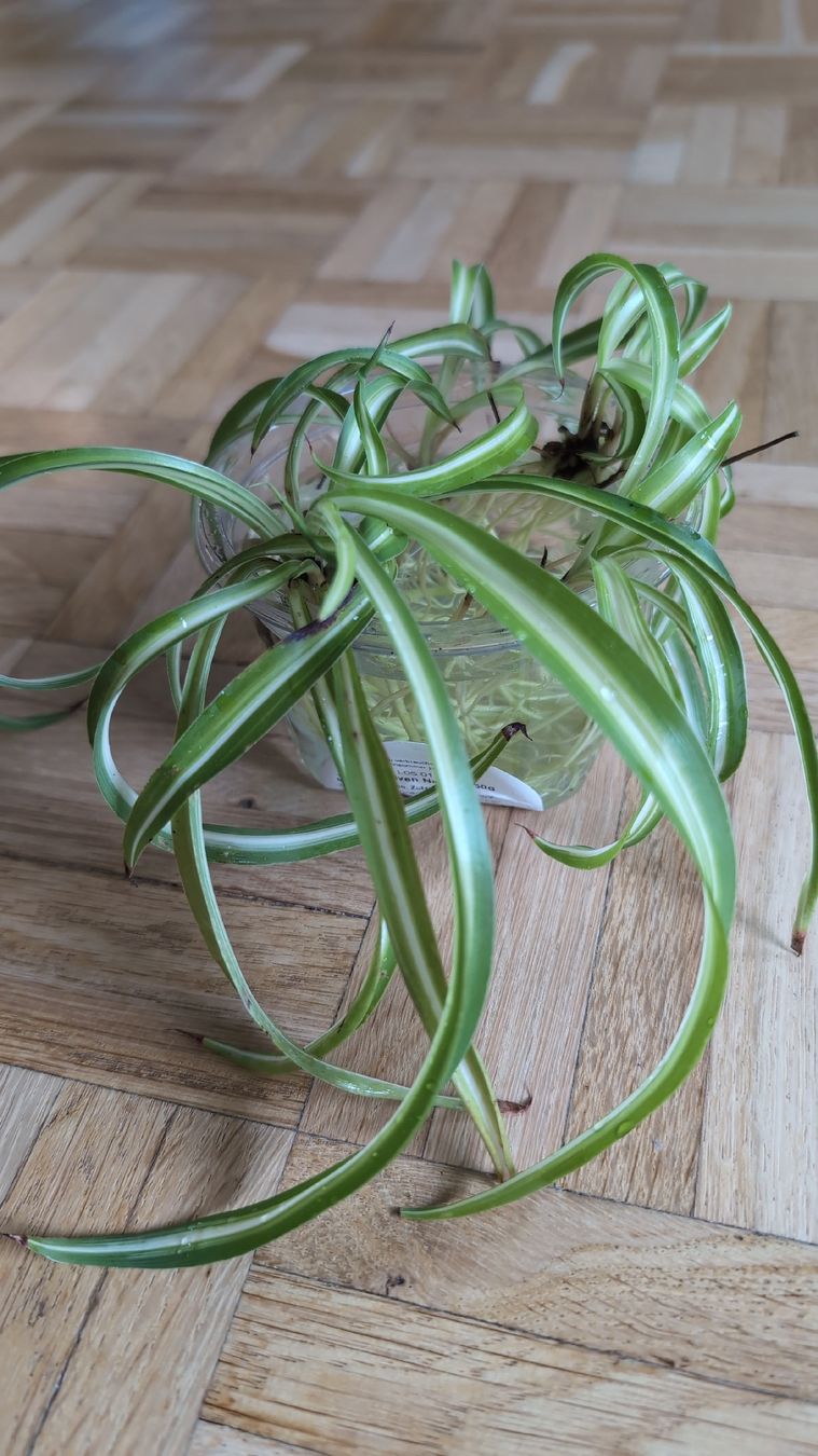 Plantes & graines: 4 Spider plant Stecklinge – D'occasion à Wallisellen par ali_x62p