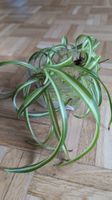 4 Spider plant Stecklinge