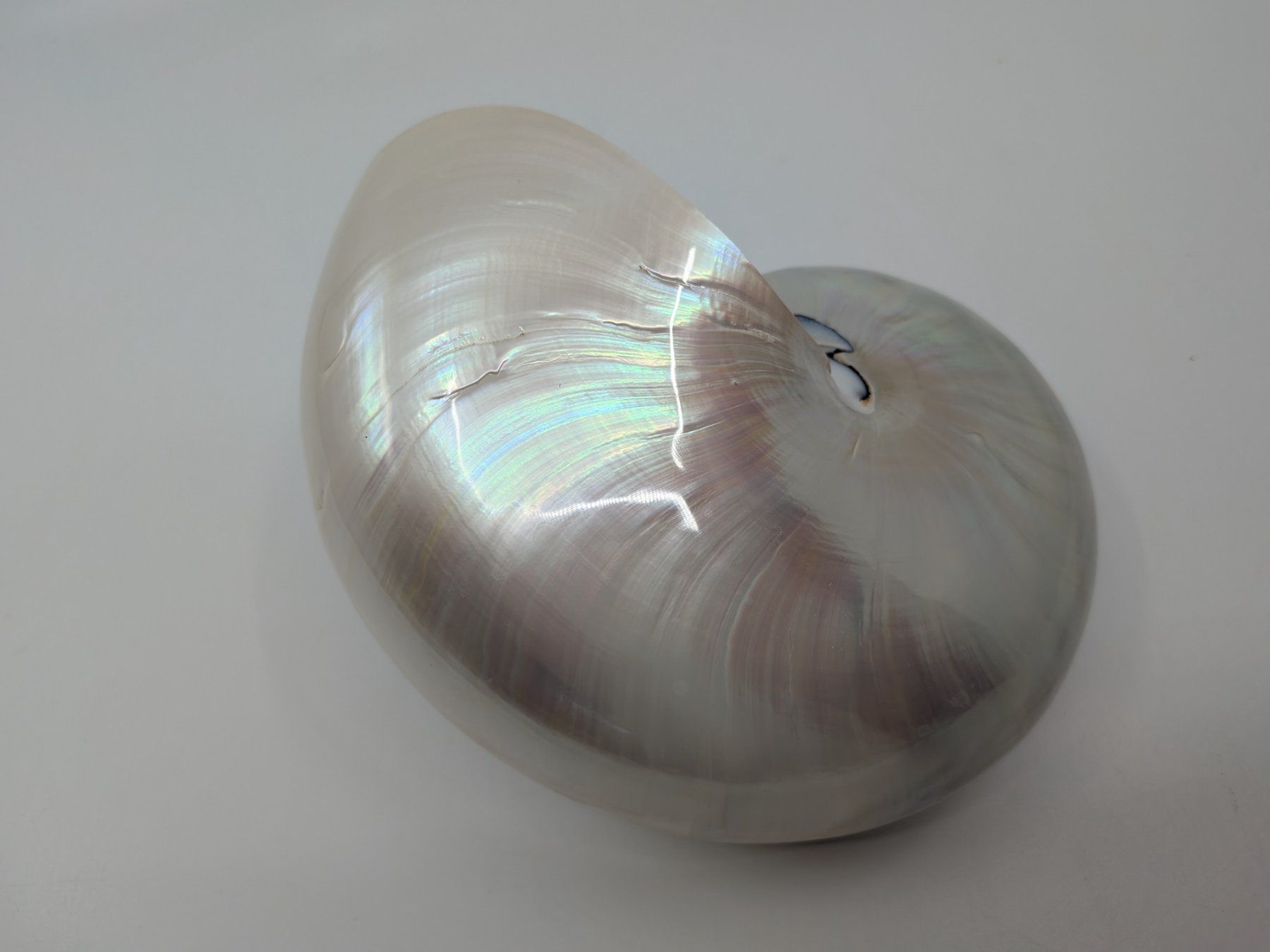Fossili: Perlboot Nautilus Muschel – Usato da Emmen venduto da magelan 2