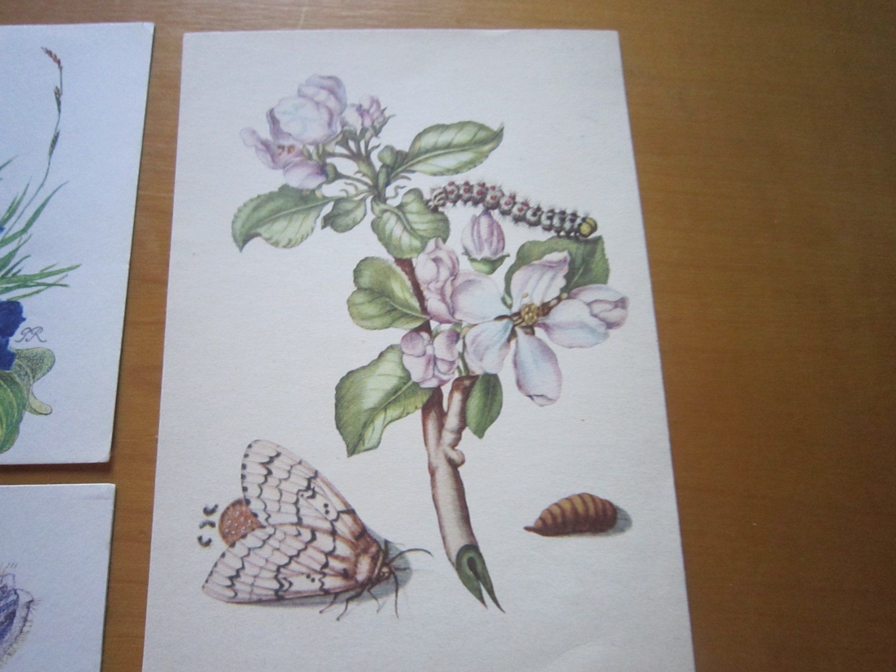 Cartoline postali: No2 Postkarten Blumen um 1959 – Usato da Gordola venduto da Polentaefung 3
