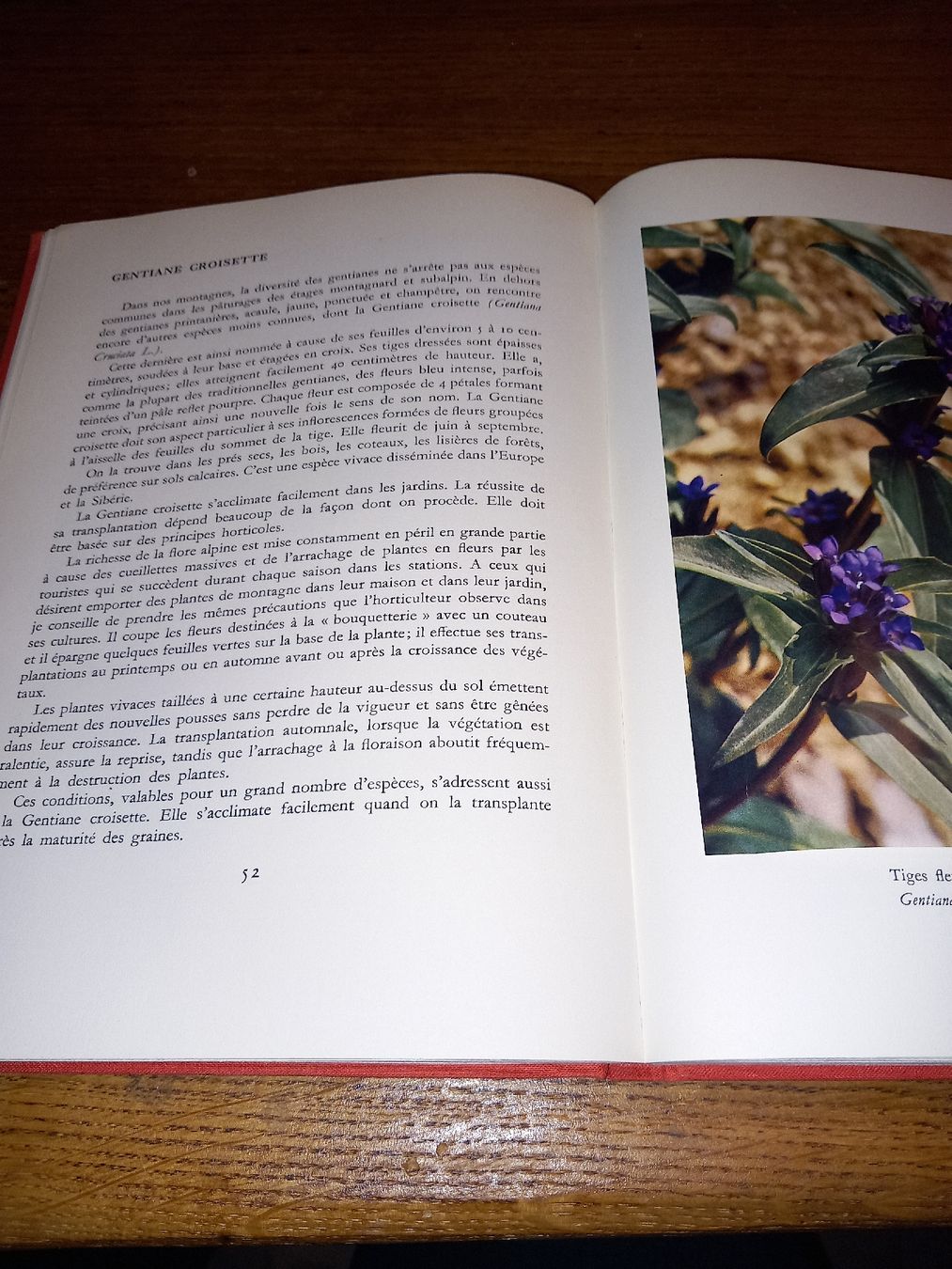 Libri: Nos fleurs – Usato da Le locle venduto da juliensaran 2