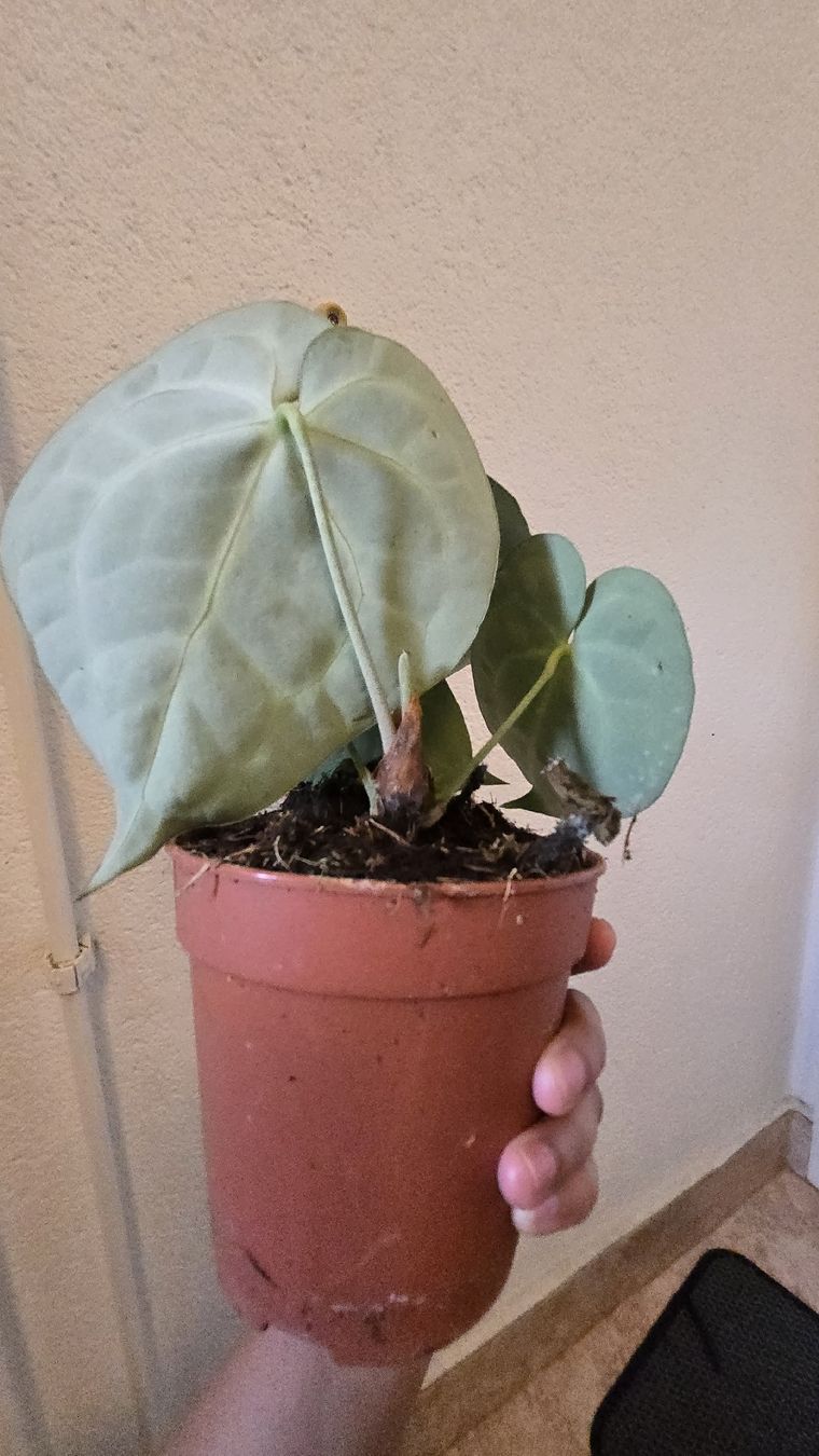 Anthurium clarinervium (Gebraucht) in Diessenhofen fr CHF 40  mit  Lieferung auf Ricardo kaufen