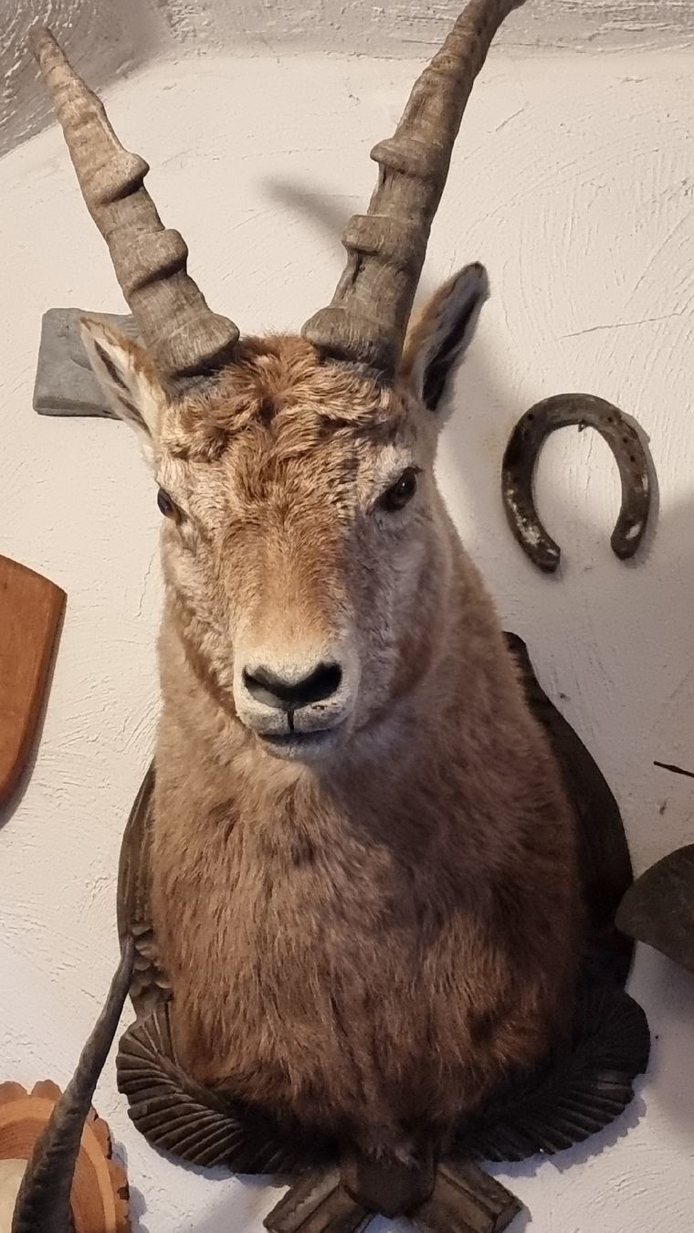 Welt der Tiere: Steinbock – Gebraucht aus Sils im Domleschg von platin01