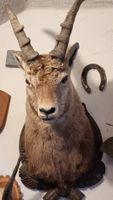 Steinbock
