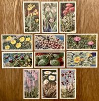 1959 - 12 Vintage WILD FLOWERS Sammelbilder England Botanik