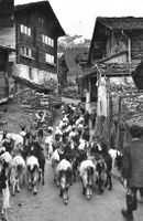 Auszug der ziegen depart des chevres