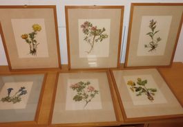 Kunstbilder Konvolut alte 6 Litho Graphiken 6 x Feldblumen