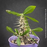 Euphorbia Genoudiana - aus eigener Aussaat - Madagaskar