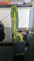 Trichocereus Sp. Variegata (Sehr selten)