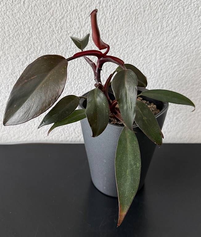 Piante & sementi: Philodendron Galaxy Princess, Selbstbewässerer, 20cm – Usato da Aadorf venduto da Arkabraa