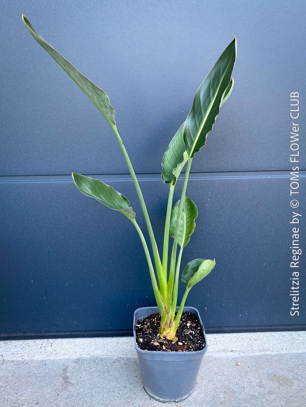 Plantes & graines: Strelitzia Reginae - 100cm - für Deinen Garten oder Balkon – Neuf avec emballage d'origine à Adliswil par asTOMas963 5