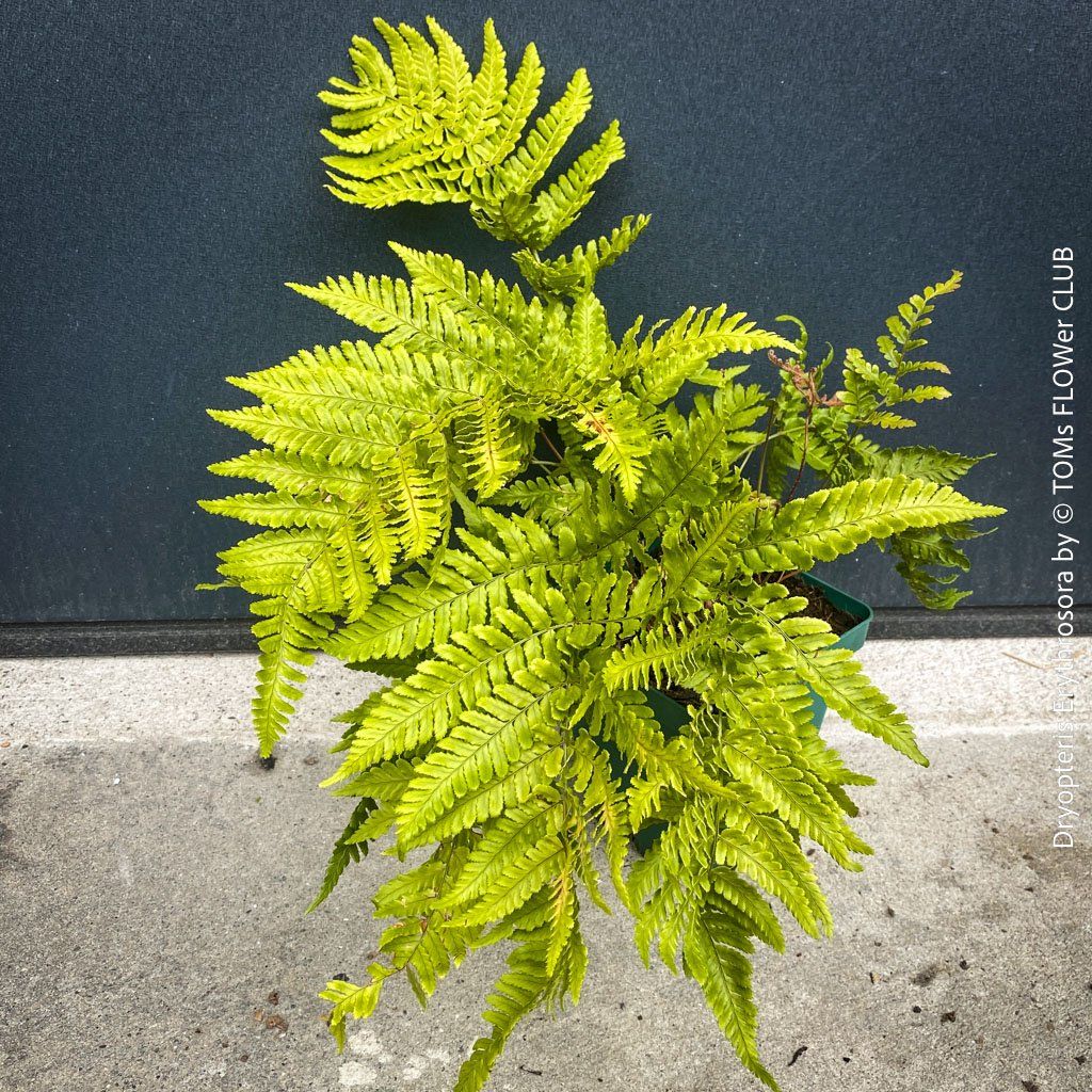 Piante & sementi: DRYOPTERIS ERYTHROSORA – HERBSTFARN – Nuovo e nell'imballaggio originale da Adliswil venduto da TAKEYOURPLANT