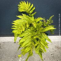 DRYOPTERIS ERYTHROSORA – HERBSTFARN