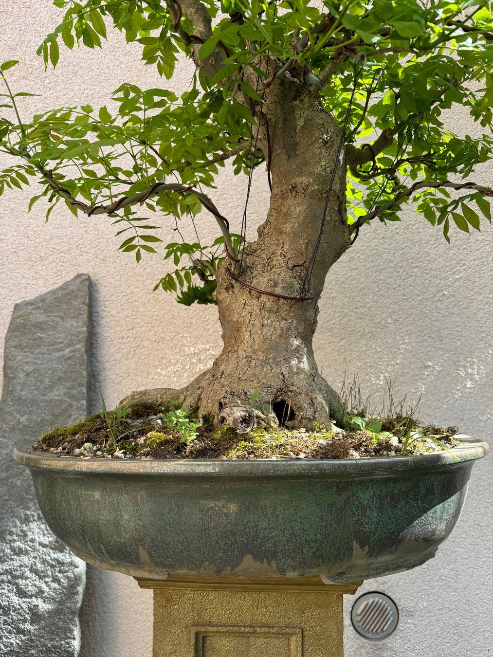 Piante & sementi: Eschen Bonsai Gross – Usato da Rümlang venduto da Gruseh.ch 3