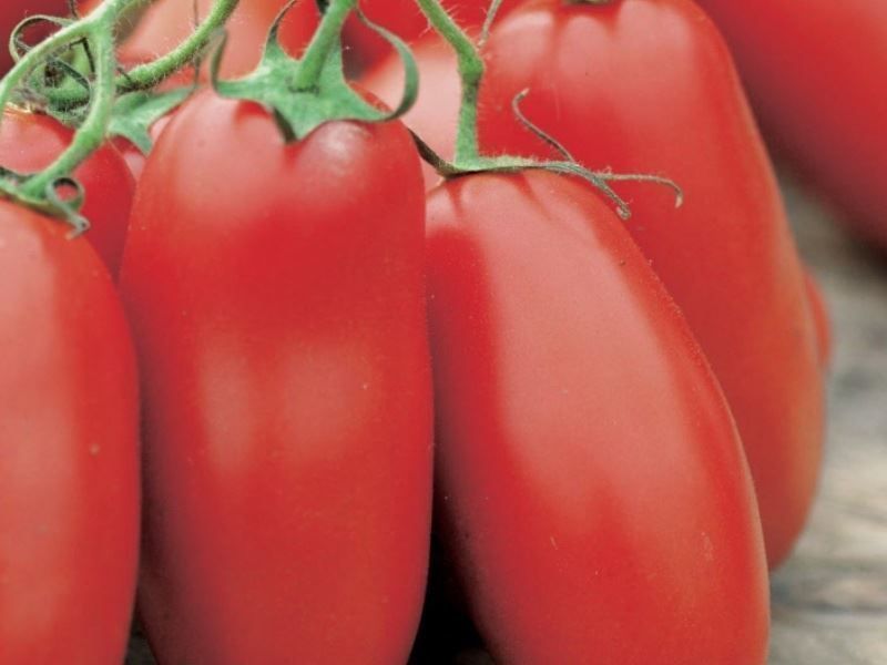 Piante & sementi: 50 Samen Tomate SAN MARZANO Alte Sorte IT – Nuovo (secondo la descrizione) da Ehrendingen venduto da VerveinaSamen 7