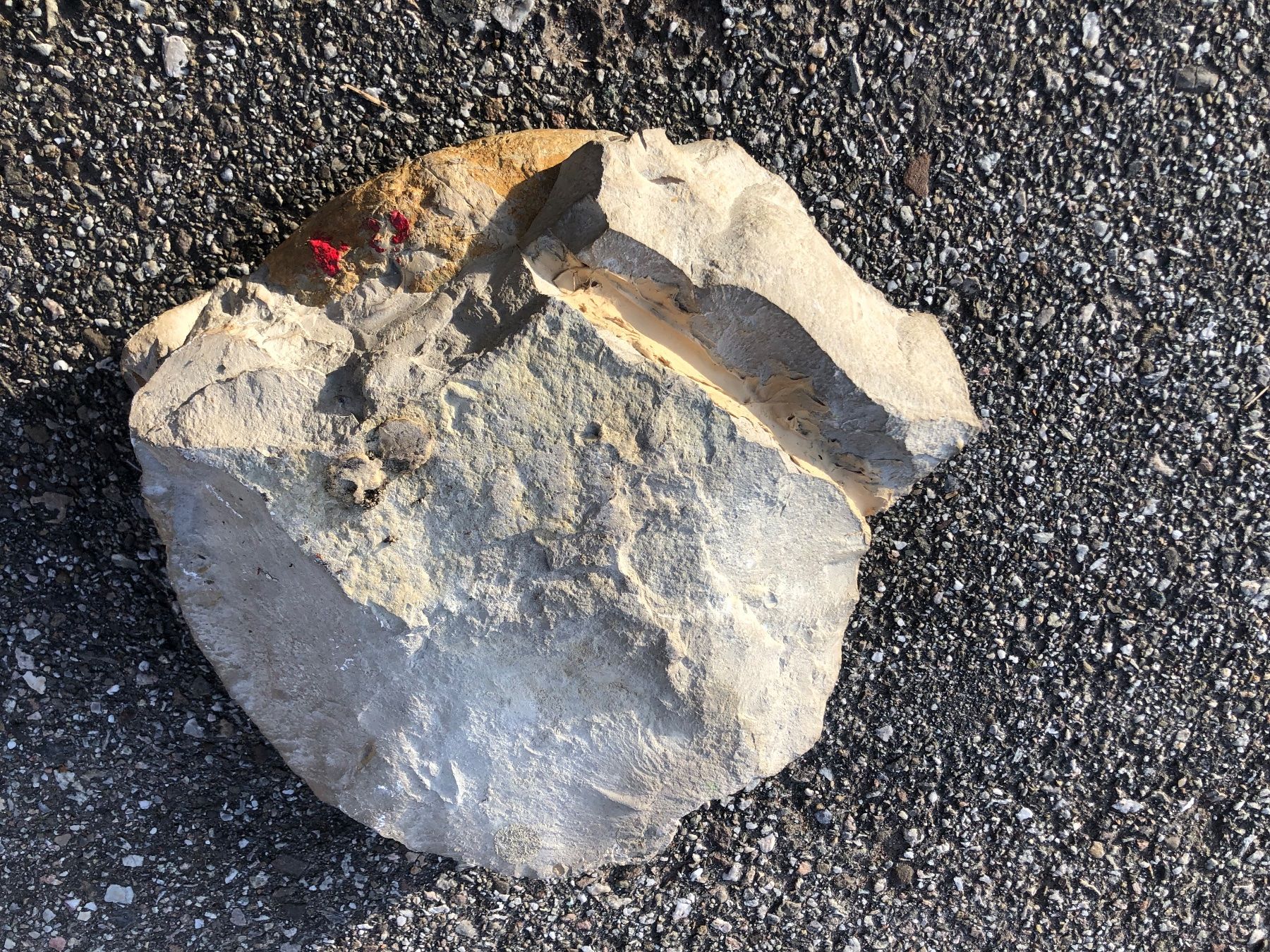 Fossili: Grosses Ammonit  Fossil – Usato da Lyss venduto da Spartan76 2