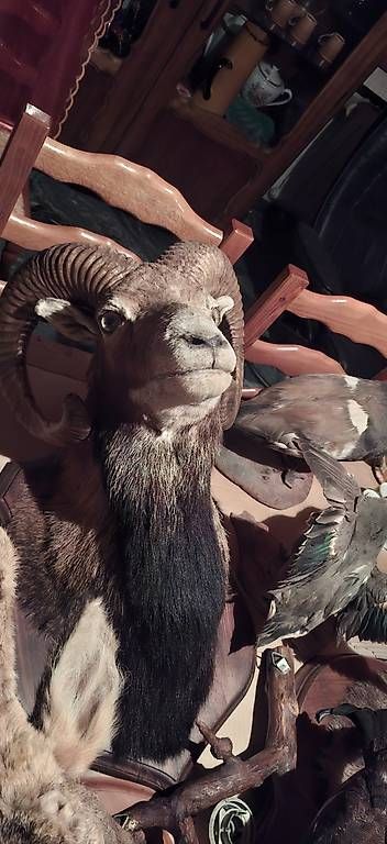 Il mondo degli animali: Divers trophées de chasse  – Usato da Lausanne venduto da gdu_y8kp 2