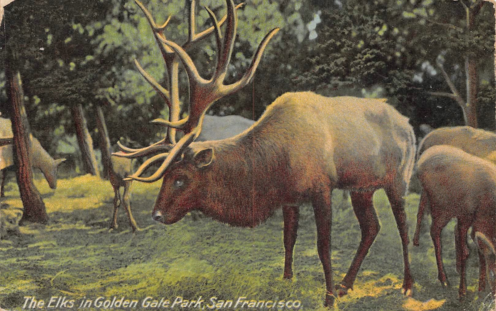 Cartoline postali: San Francisco, Golden Gate Park, Hirsche – Usato da Ottikon b.Kemptth. venduto da Neptun1974