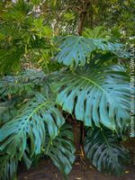 Monstera Deliciosa - echte, gross-blättrige Grundform