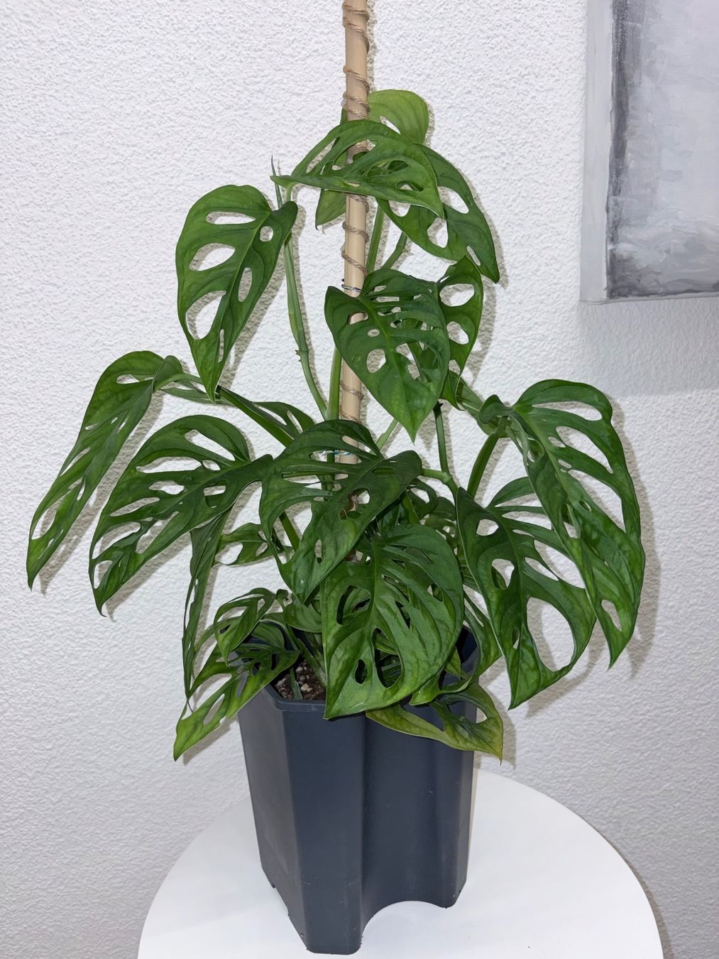 Pflanzen & Samen: Monstera 'Monkey Leaf Monstera adansonii 60 cm – Gebraucht aus Kilchberg ZH von malibubeach 4