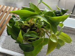 ** Mix Philodendron et Epipremnum **