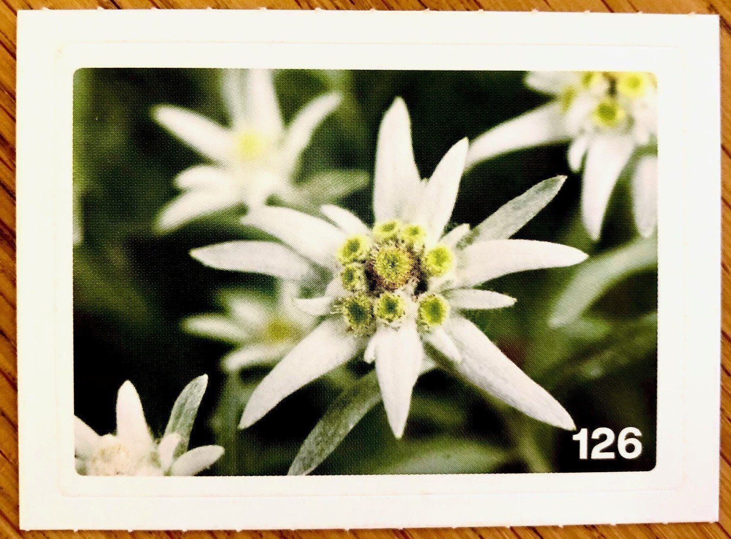 Migros Carte collezionabili: Migros Nature Detectives - Bild Nr. 126 – Nuovo (secondo la descrizione) da Oberrieden venduto da Zimmerberg10