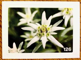 Migros Nature Detectives - Bild Nr. 126