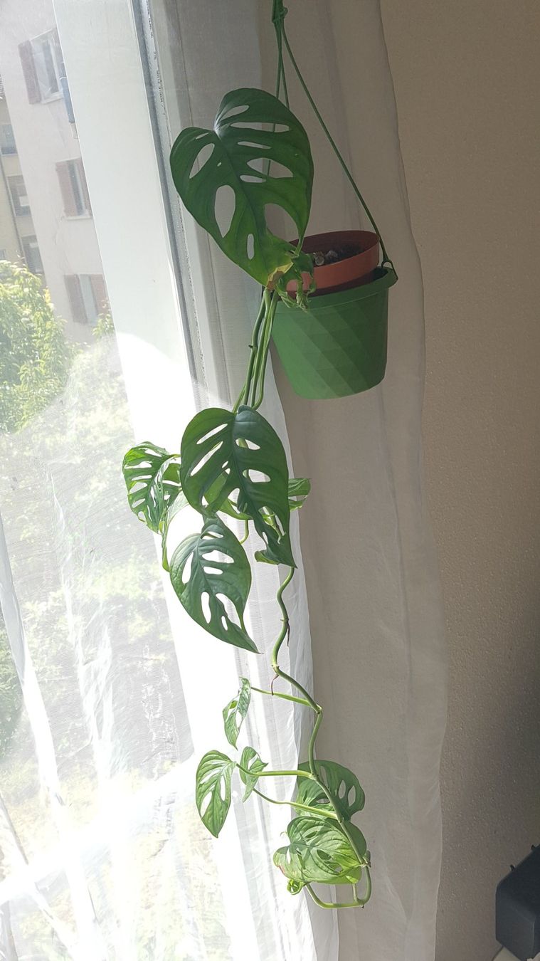 philodendron cream Philodendron - Cream Splash - Variegated