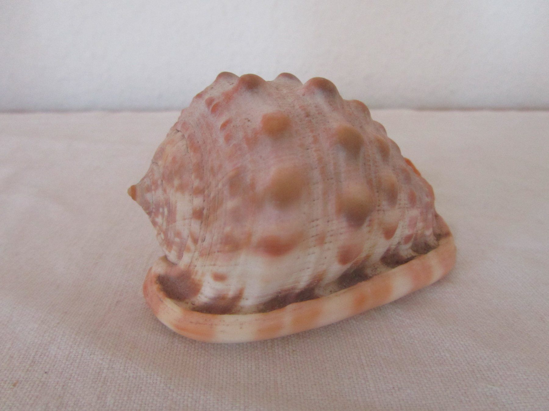 Fossili: Schnecke — Muschel – Usato da Seengen venduto da mikelele