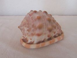 Schnecke — Muschel