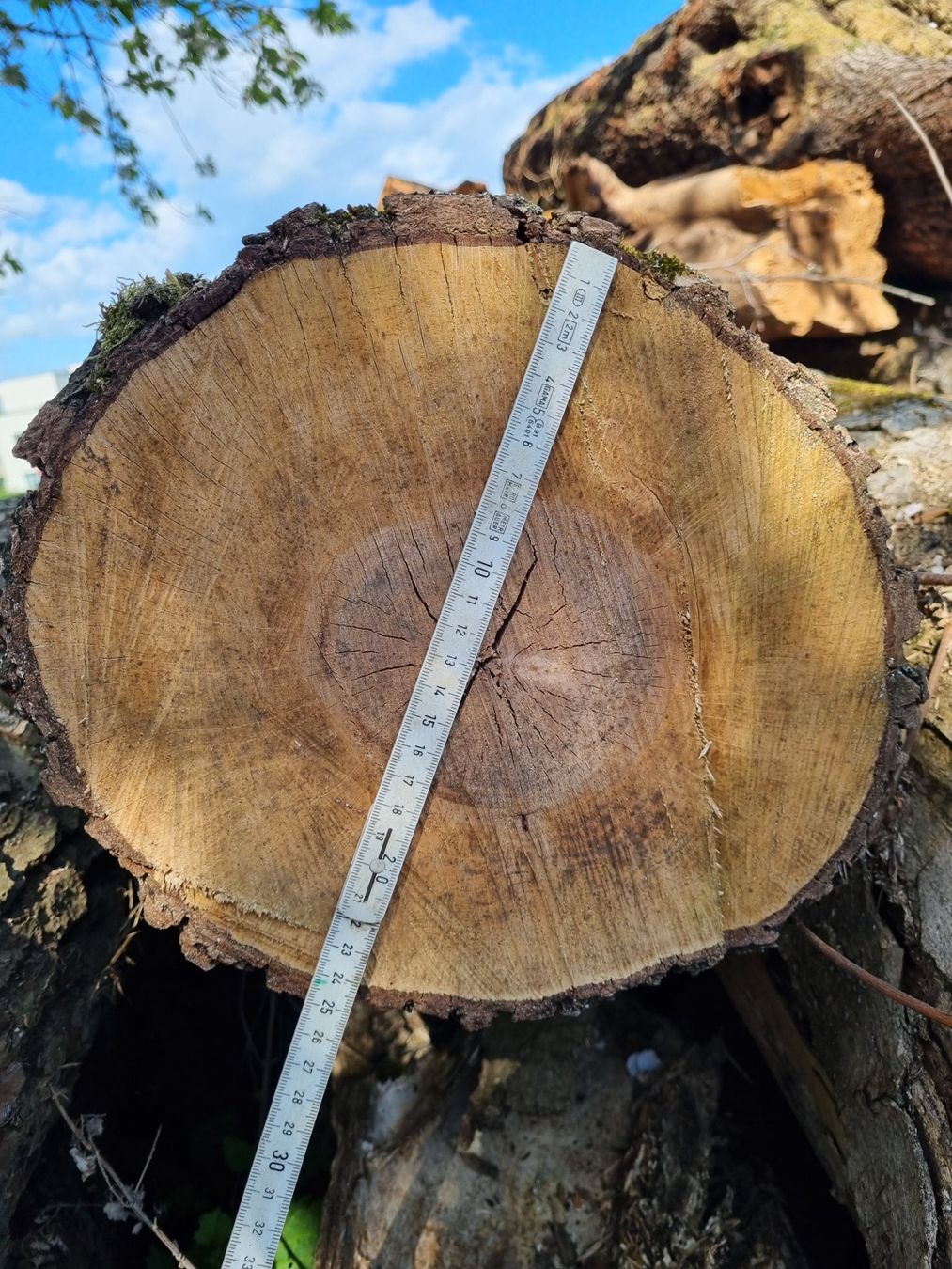 Articles en bois: Erle Baumstamm – D'occasion à Oberglatt ZH par bea1986 1