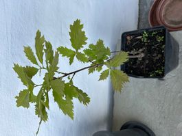 Roteiche, spezielle Blattform