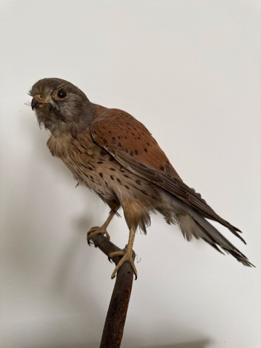 Monde des animaux: Präparat Falke – D'occasion à Basel par Ramses1179 1