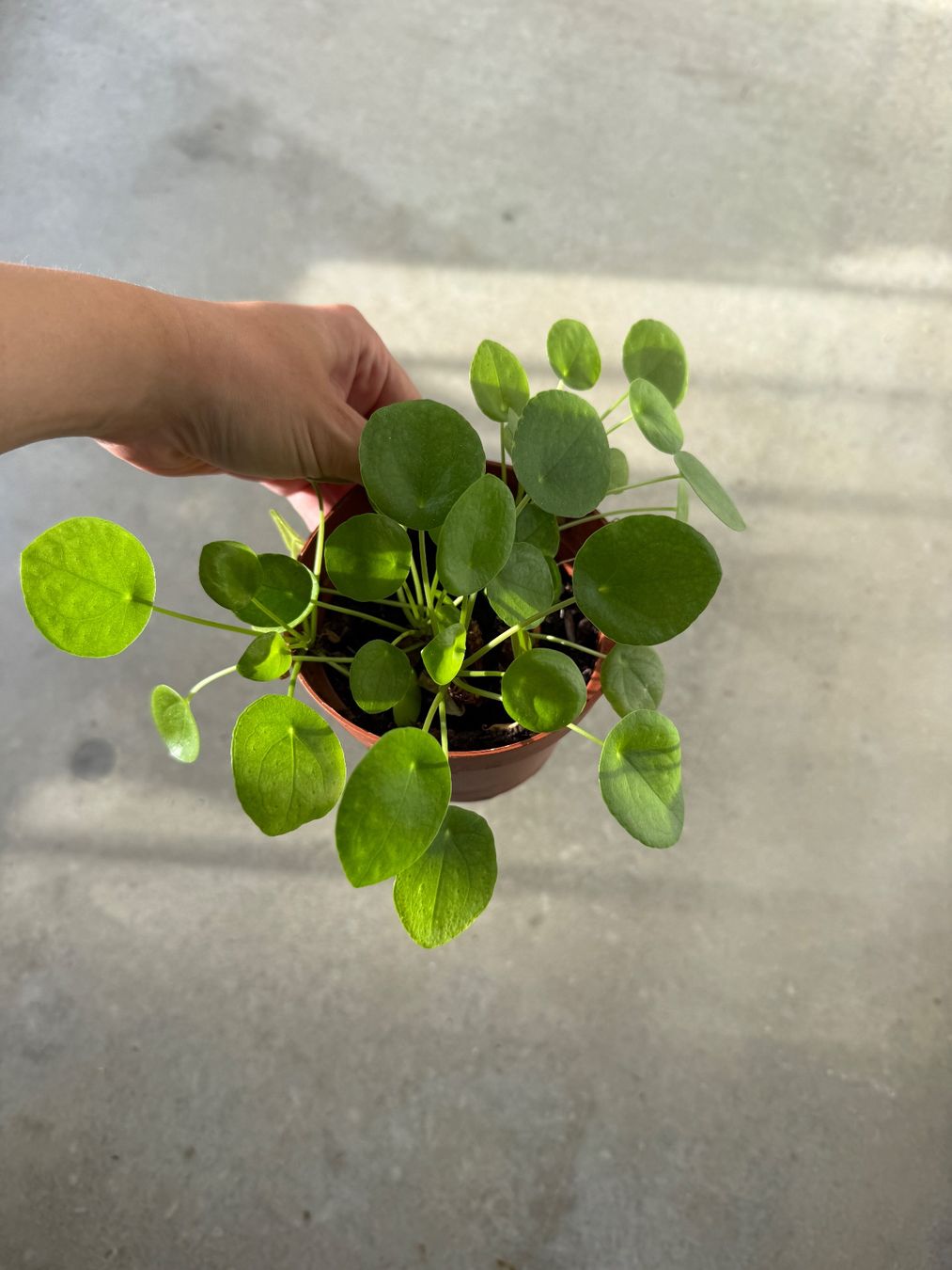 Piante & sementi: Pilea Pflanze – Usato da Bern venduto da Wil.Wayne 3