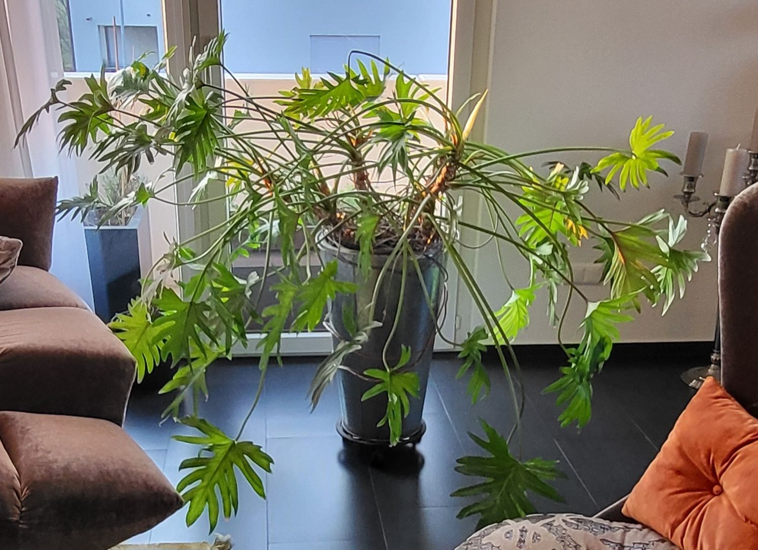 Piante & sementi: Grosser Philodendron Zimmerpflanze – Usato da islikon venduto da mir_8cbw 1