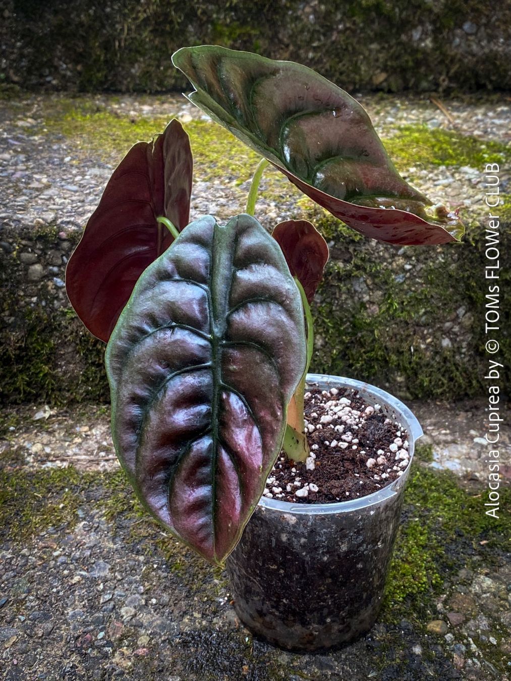 Piante & sementi: Alocasia Cuprea - rund 30x30cm - einzigartig schön, oder? – Nuovo e nell'imballaggio originale da Adliswil venduto da asTOMas963 1