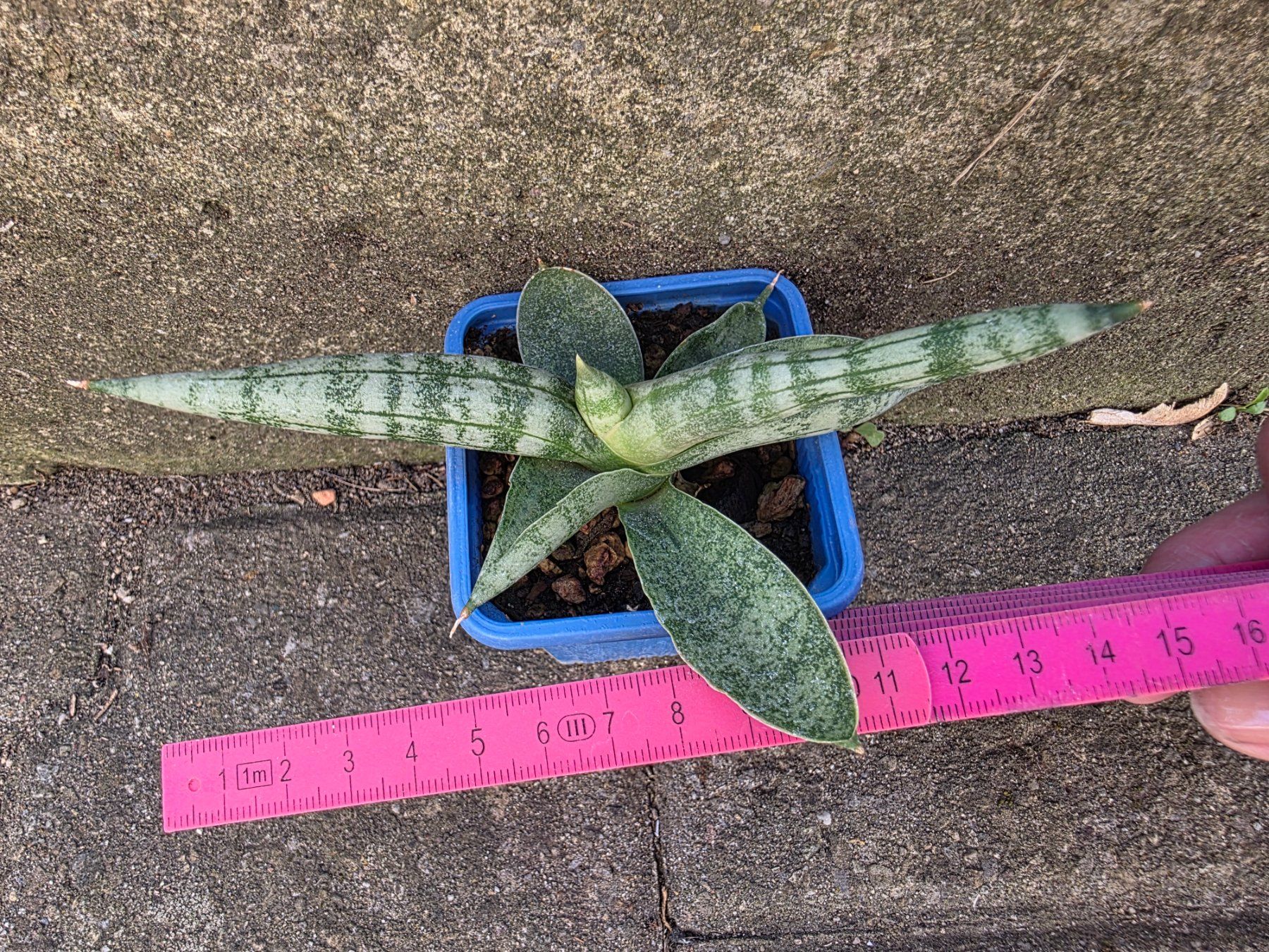 Piante & sementi: Sanseveria cylindrica / Bogenhanf – Nuovo (secondo la descrizione) da Thalheim venduto da silvara01 4