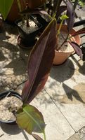 Musa super Black, seltene schwarze Banane, Rarität