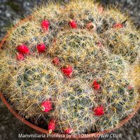 Mammillaria Prolifera - polsterbildender Kugelkaktus
